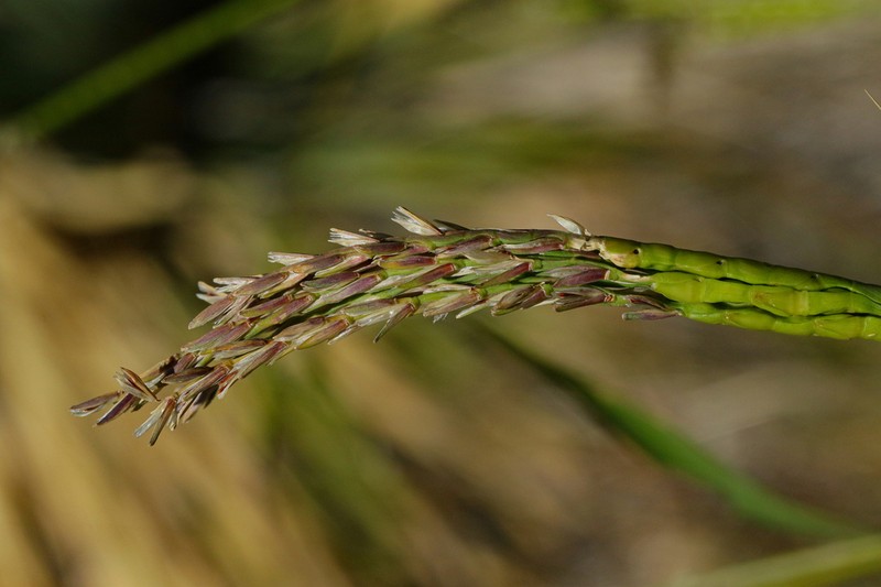 Mexican Gamagrass photo 4