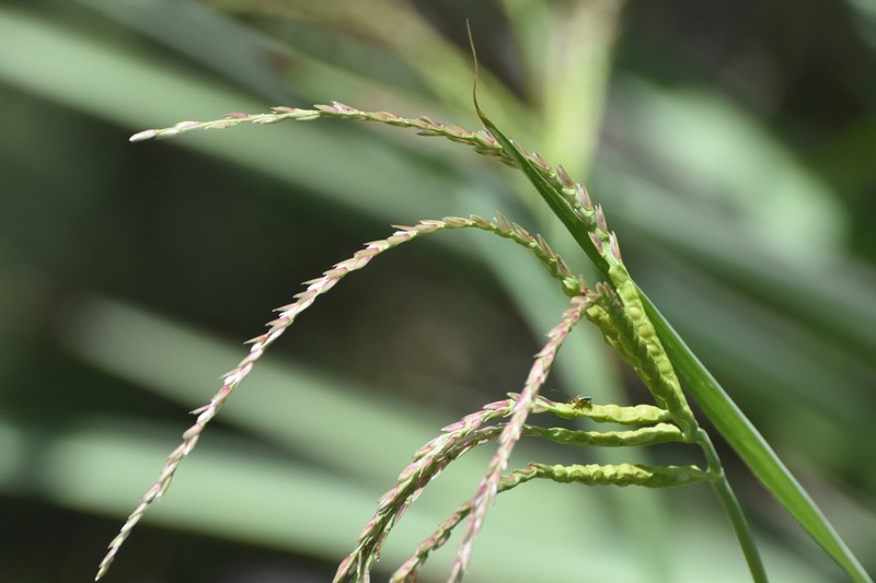 Mexican Gamagrass photo 5