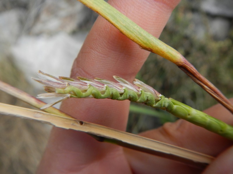 Mexican Gamagrass photo 6