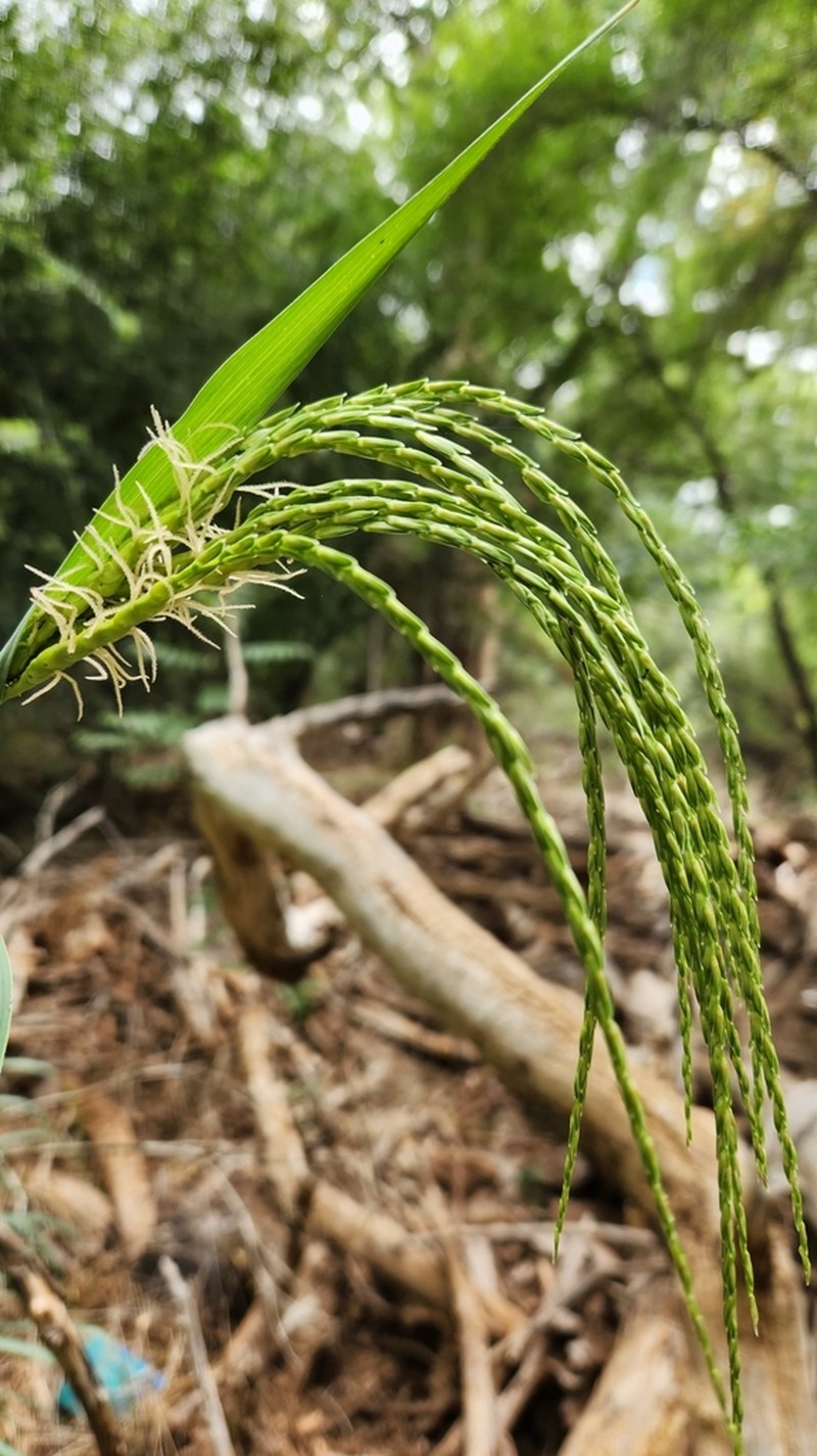 Mexican Gamagrass photo 7