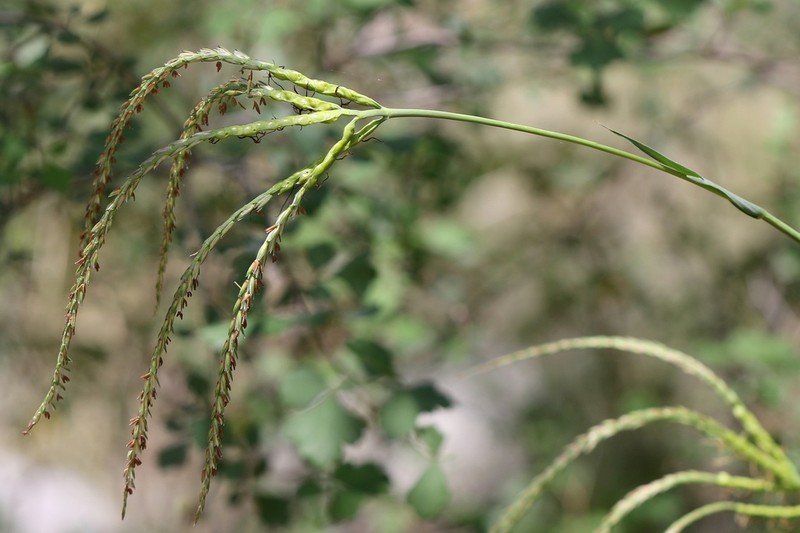 Mexican Gamagrass photo 8