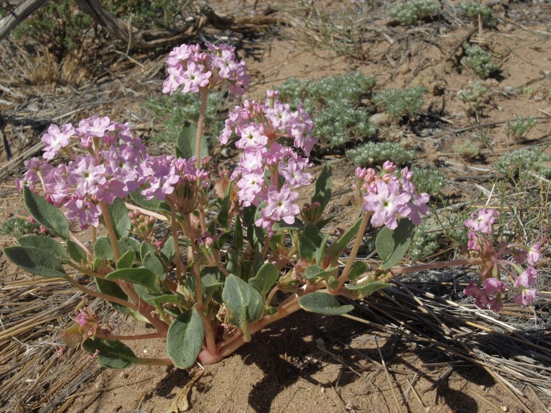 Lassen Sandverbena photo 2