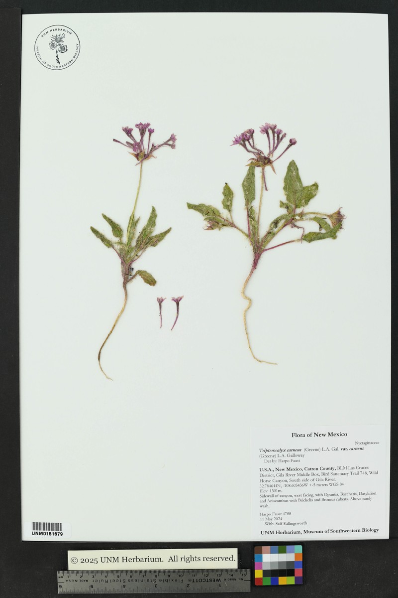 Tripterocalyx carneus var. carneus