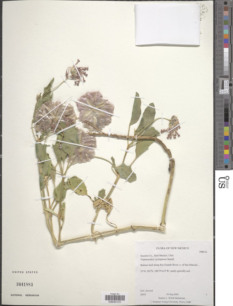 Tripterocalyx carneus var. carneus photo 2