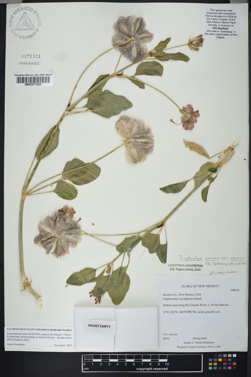Tripterocalyx carneus var. carneus photo 3
