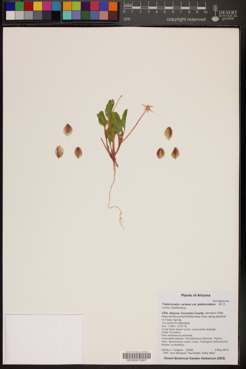 Tripterocalyx carneus var. pedunculatus