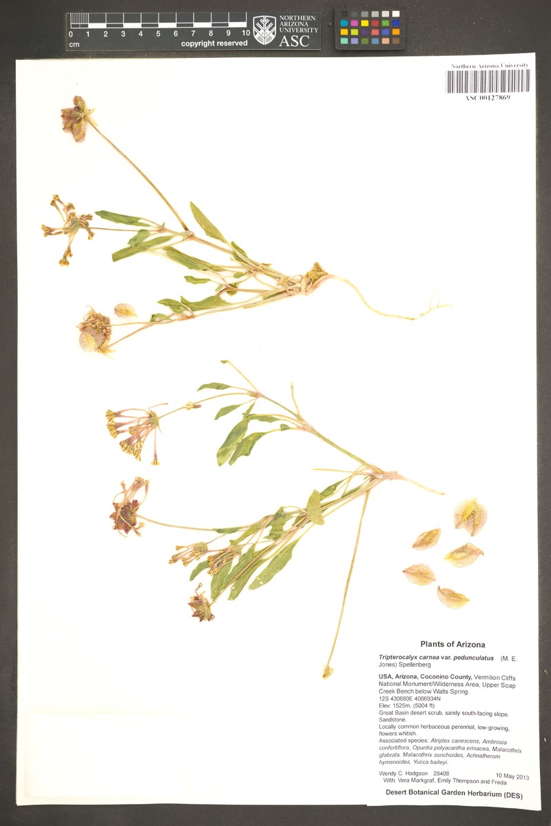 Tripterocalyx carneus var. pedunculatus photo 2