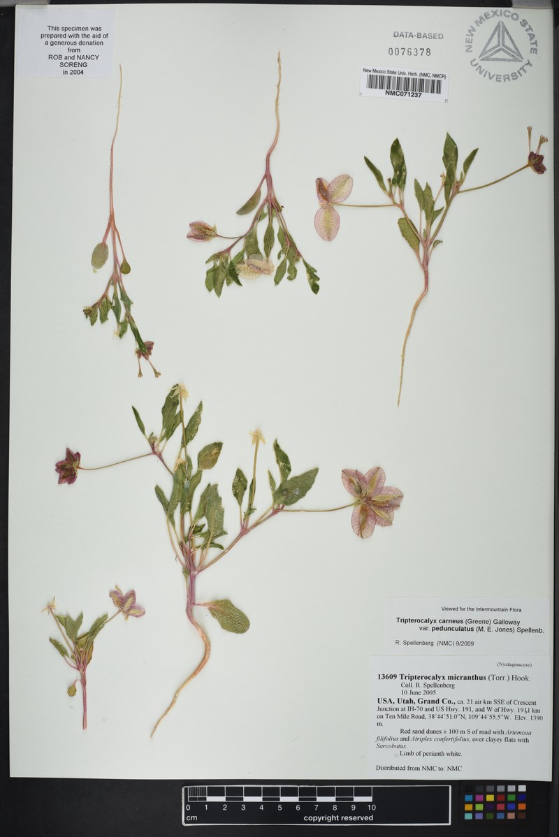 Tripterocalyx carneus var. pedunculatus photo 3