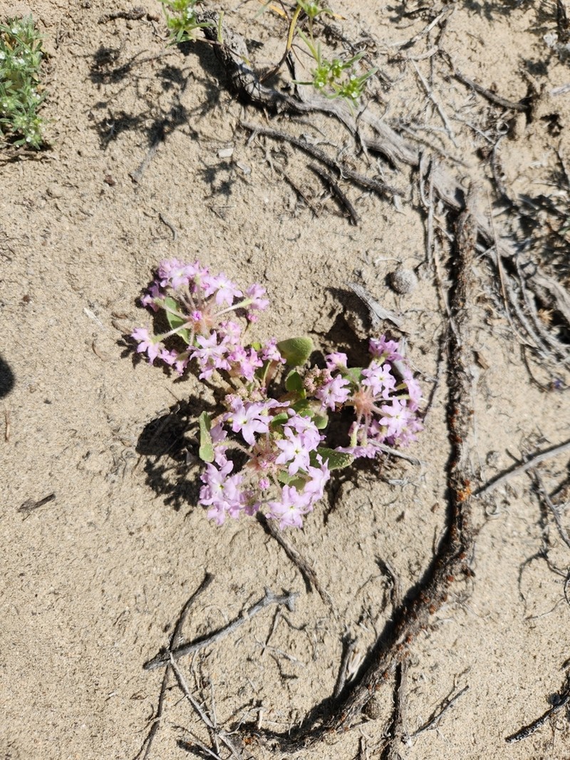Lassen Sandverbena