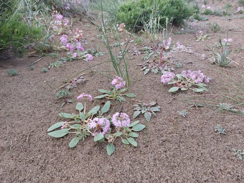 Lassen Sandverbena photo 2