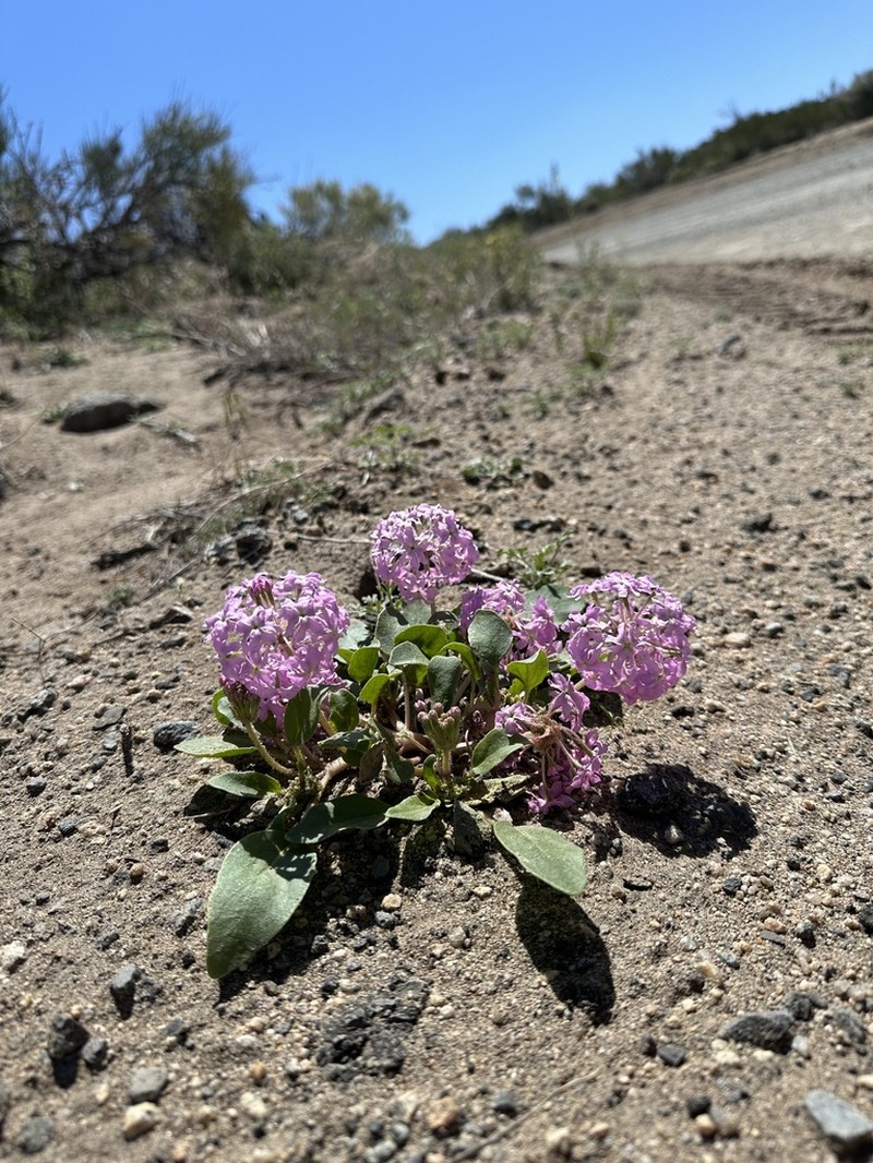 Lassen Sandverbena photo 3