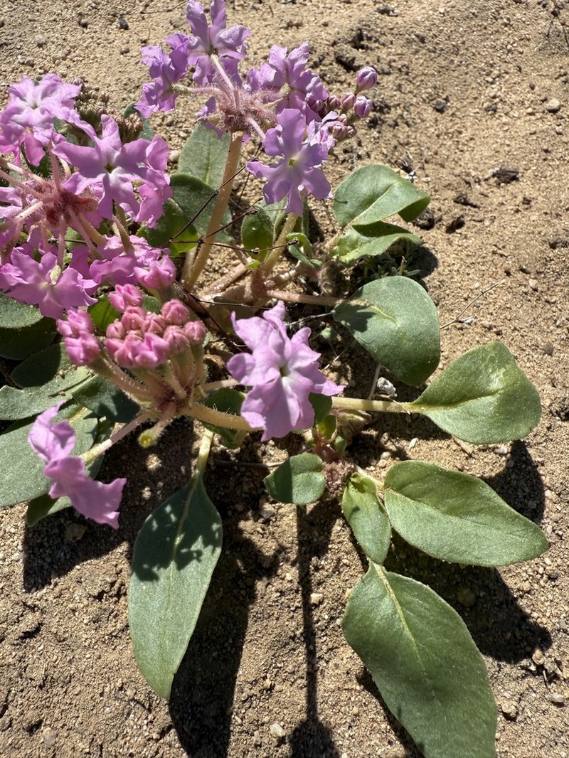 Lassen Sandverbena photo 4
