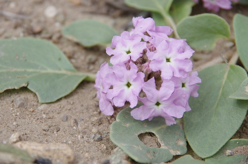 Lassen Sandverbena photo 5