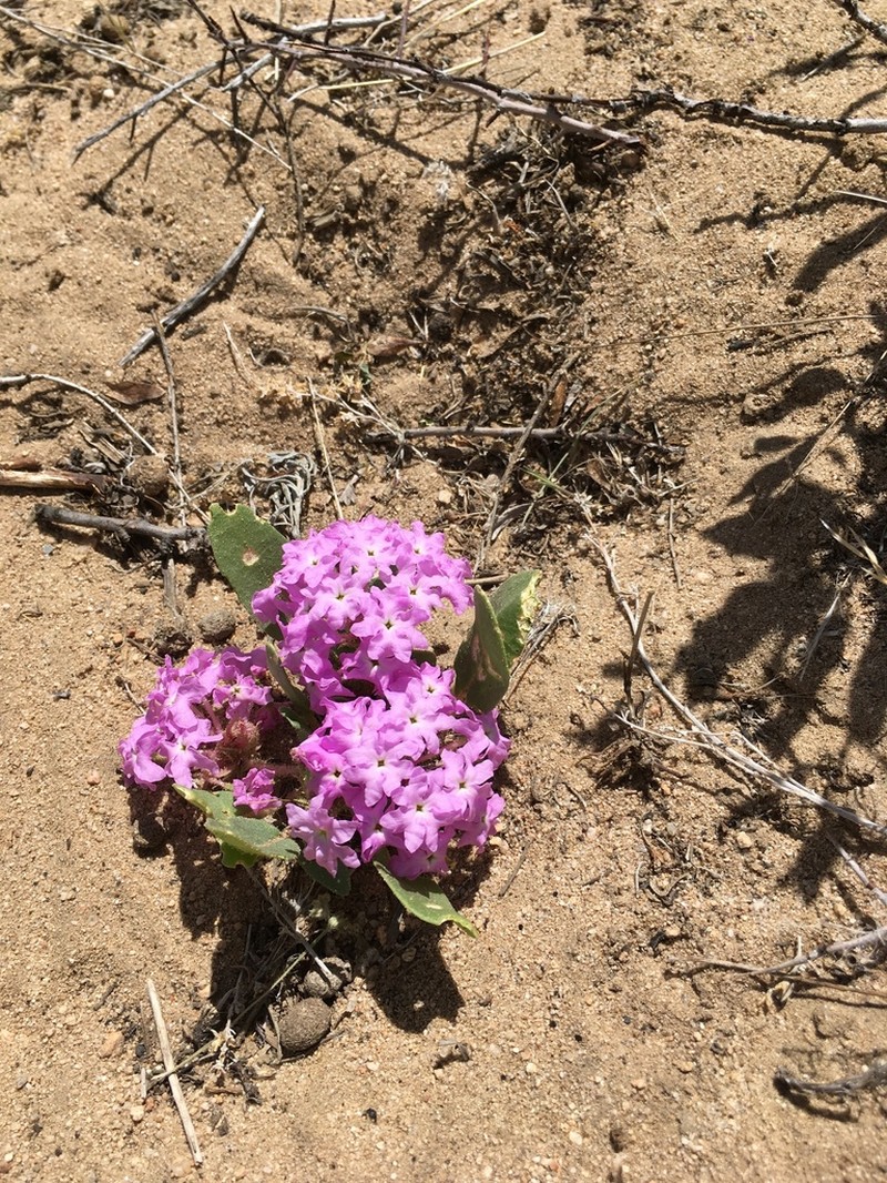 Lassen Sandverbena photo 6
