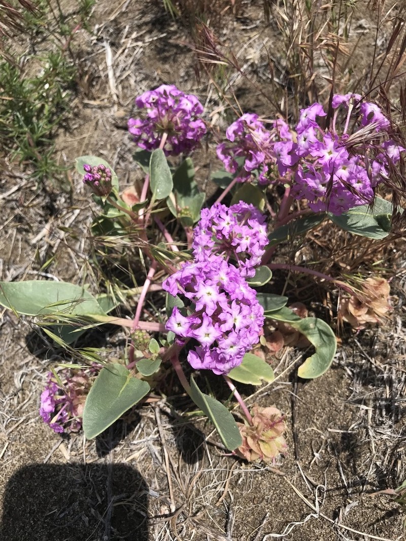 Lassen Sandverbena photo 7