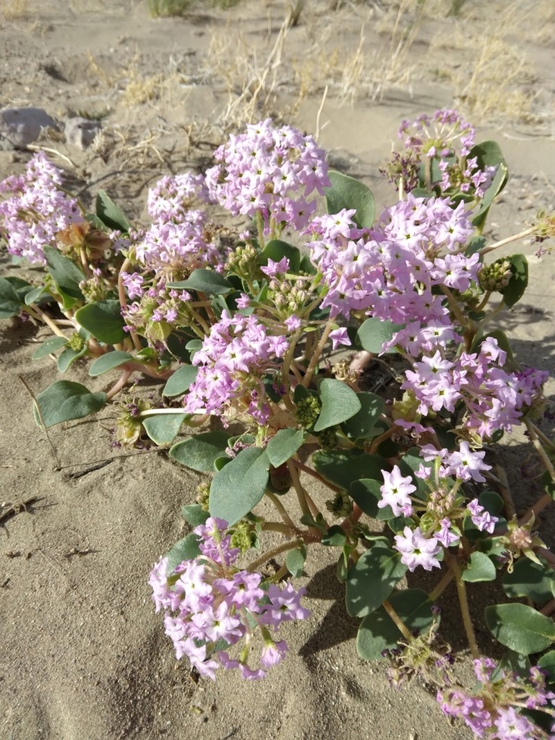 Lassen Sandverbena photo 8