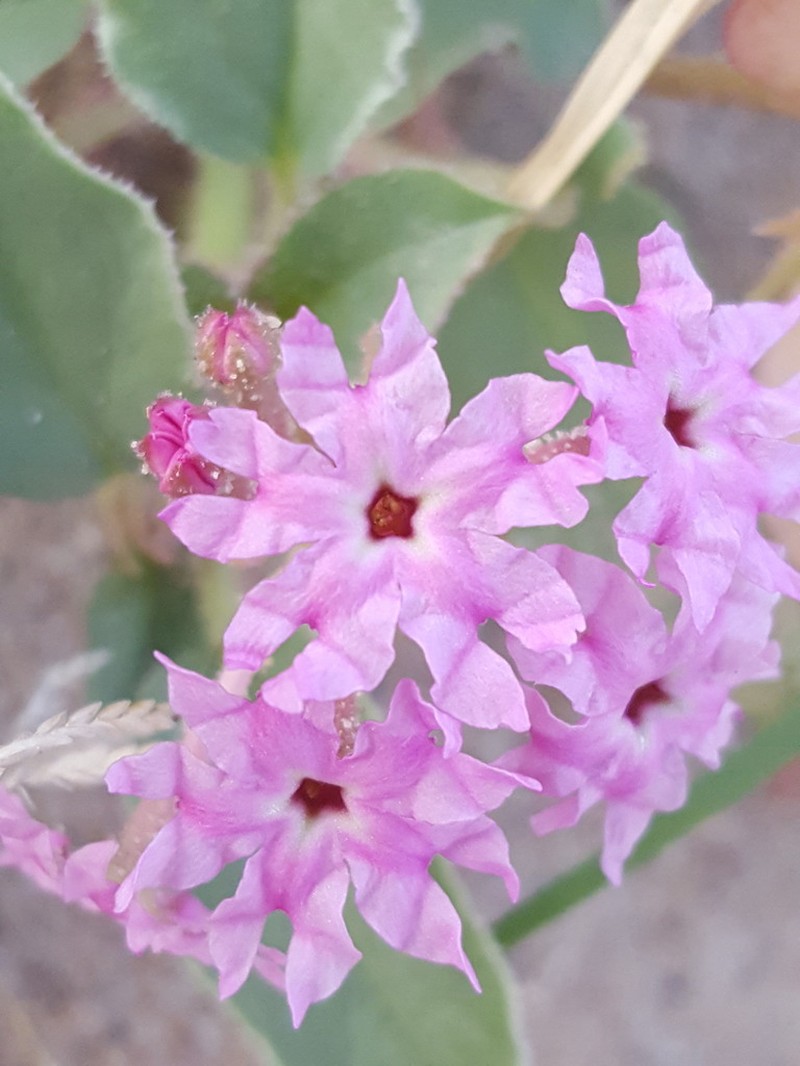Tripterocalyx wootonii