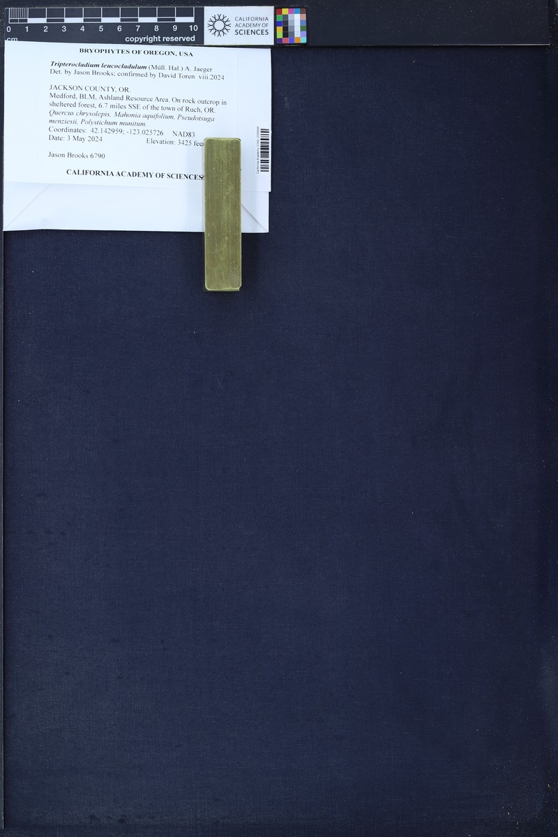 Tripterocladium Moss photo 2