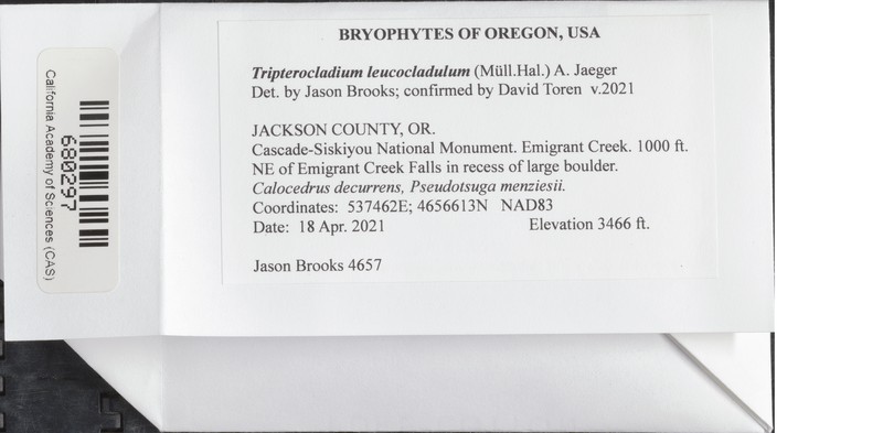 Tripterocladium Moss photo 3