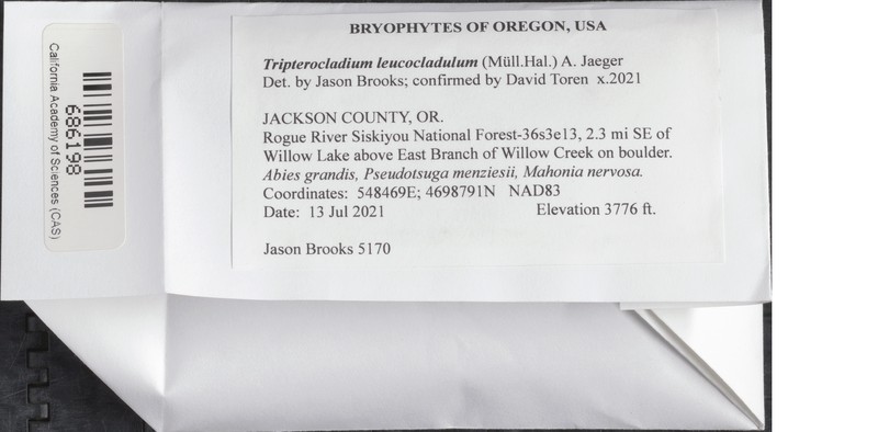 Tripterocladium Moss photo 4