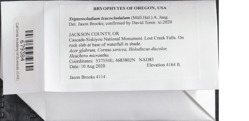 Tripterocladium Moss photo 5