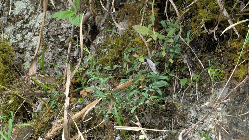 Tripterospermum hualienense