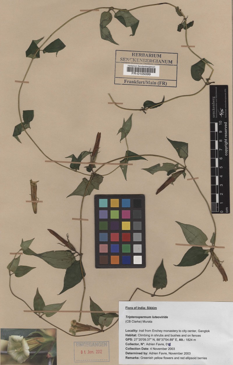 Tripterospermum volubile subsp. volubile