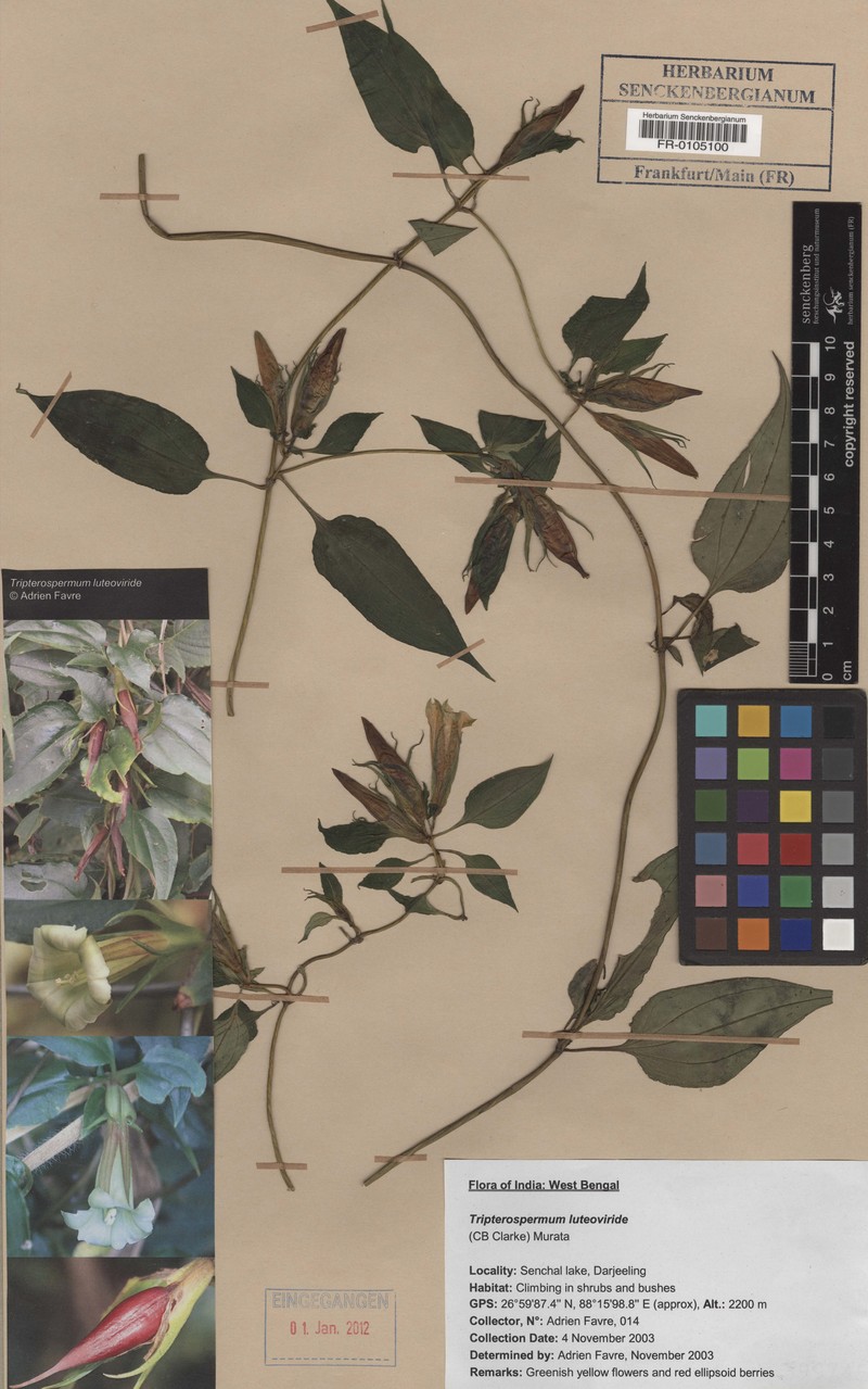 Tripterospermum volubile subsp. volubile photo 2