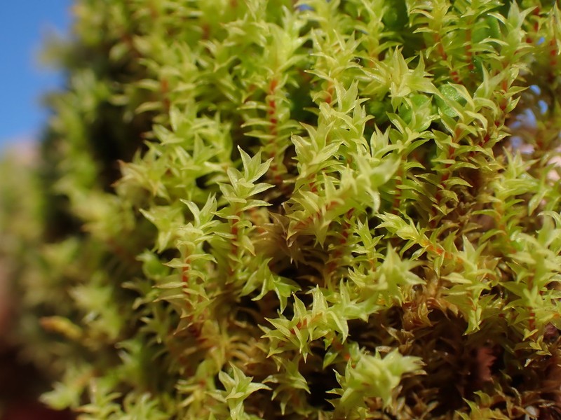 California Triquetrella Moss