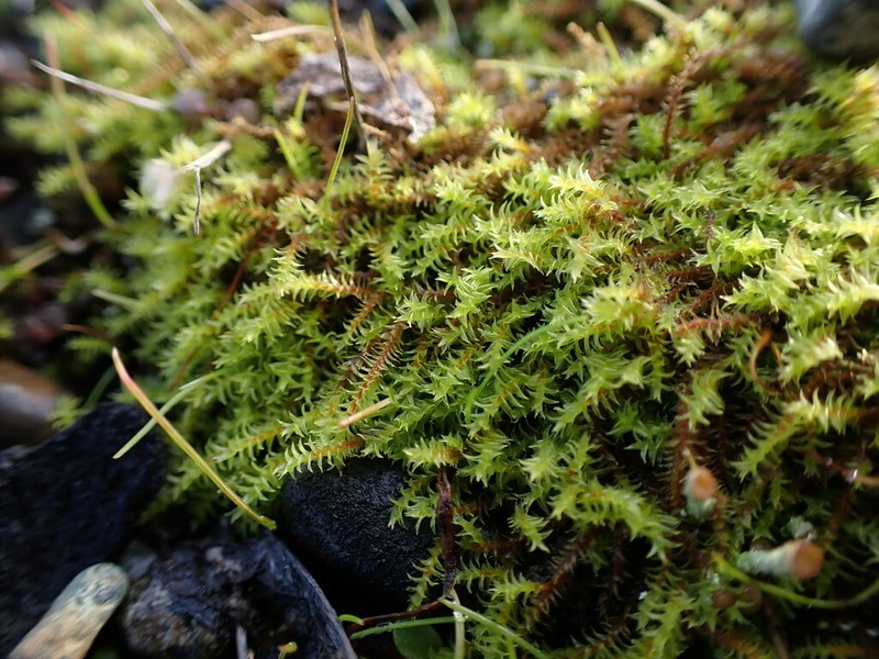 California Triquetrella Moss photo 2