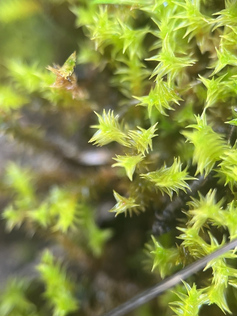 California Triquetrella Moss photo 3