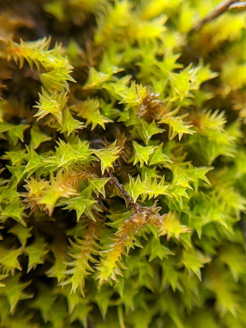 California Triquetrella Moss photo 4
