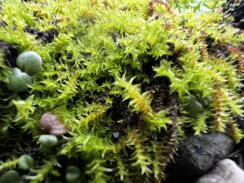California Triquetrella Moss photo 5