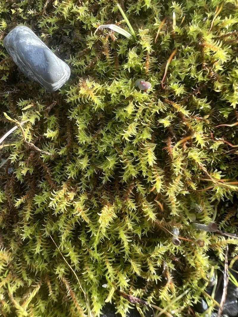 California Triquetrella Moss photo 6