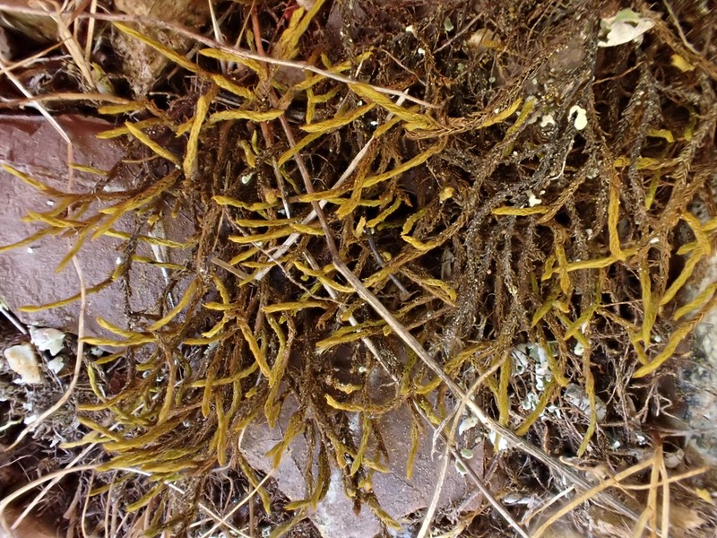 California Triquetrella Moss photo 7