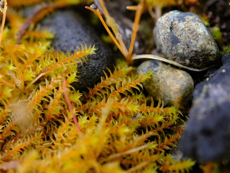 California Triquetrella Moss photo 8