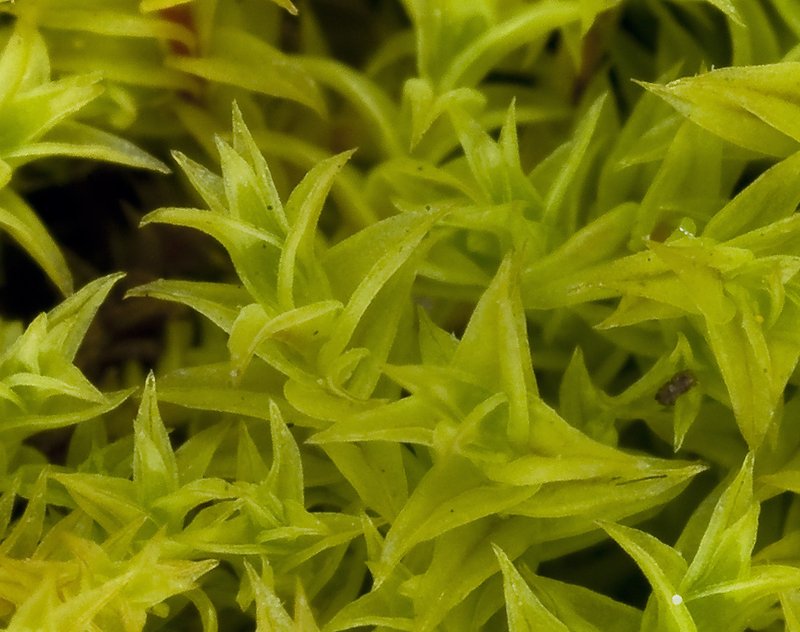 California Triquetrella Moss