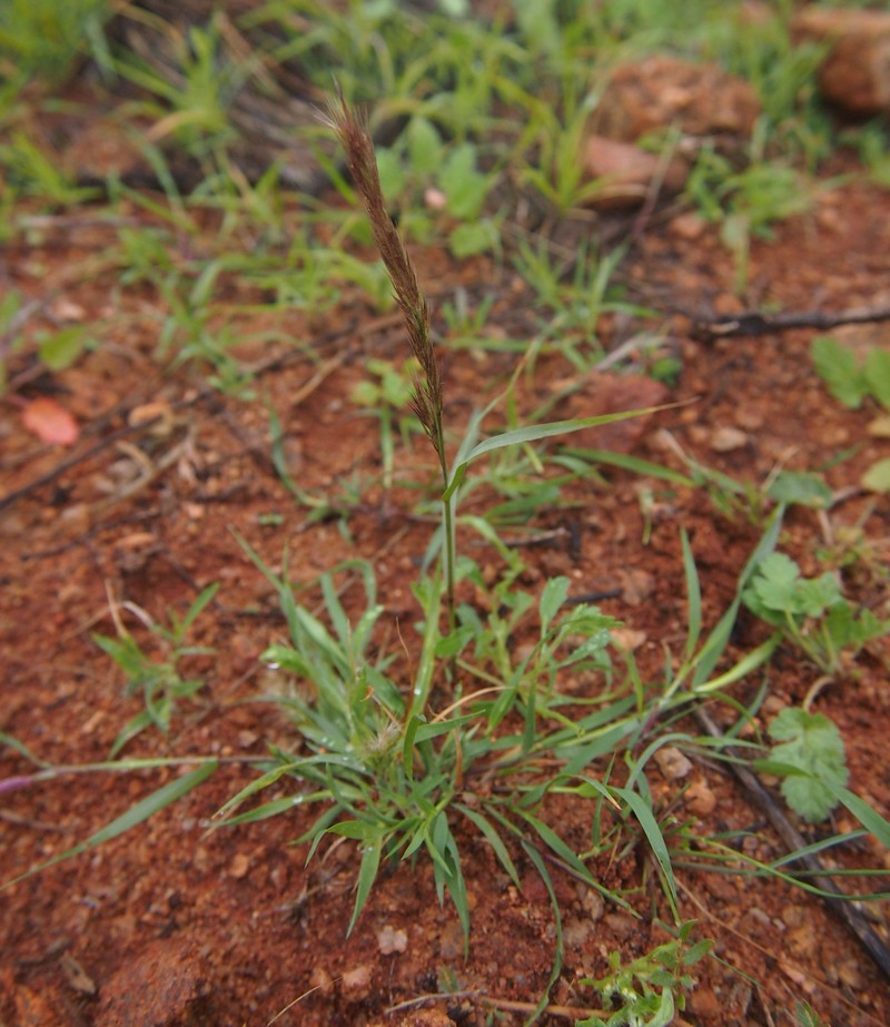 Purple Needlegrass photo 5