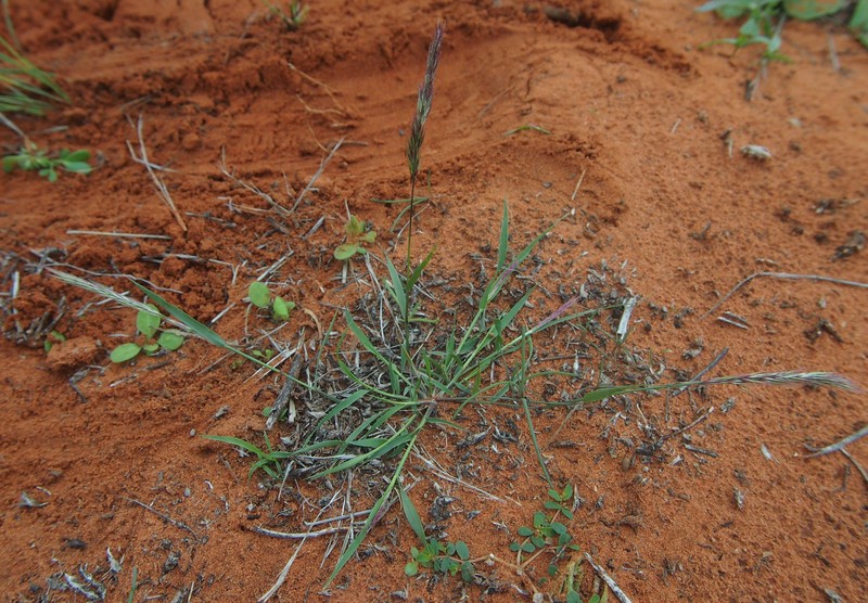 Purple Needlegrass photo 6