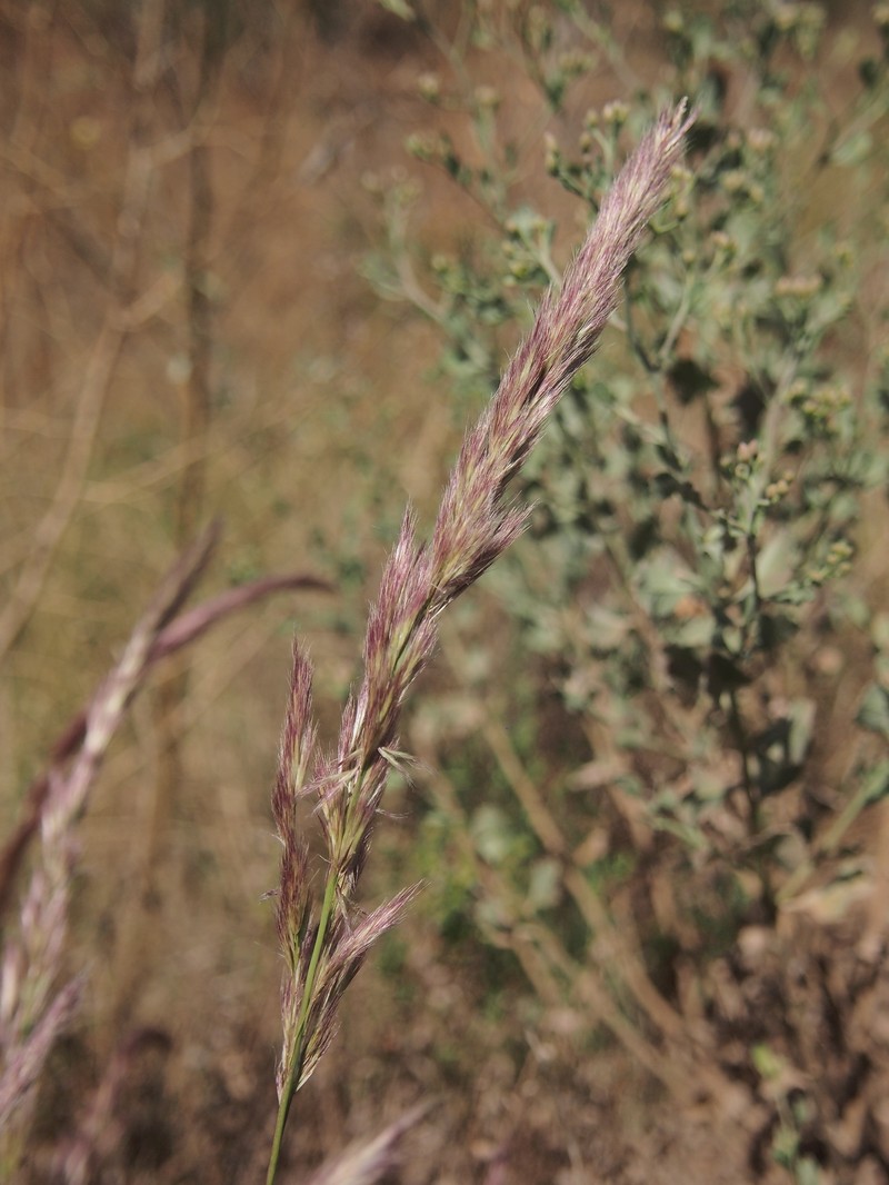 Purple Needlegrass photo 7