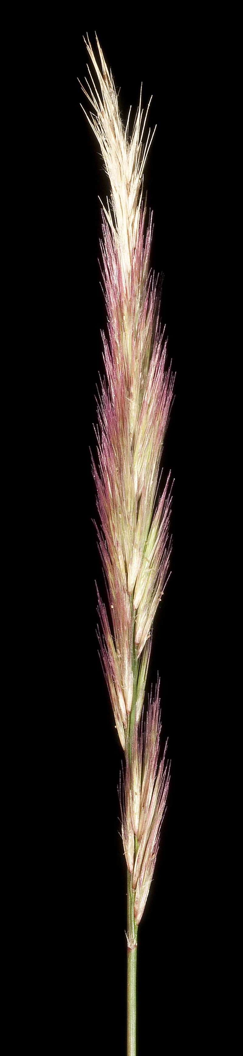 Purple Needlegrass