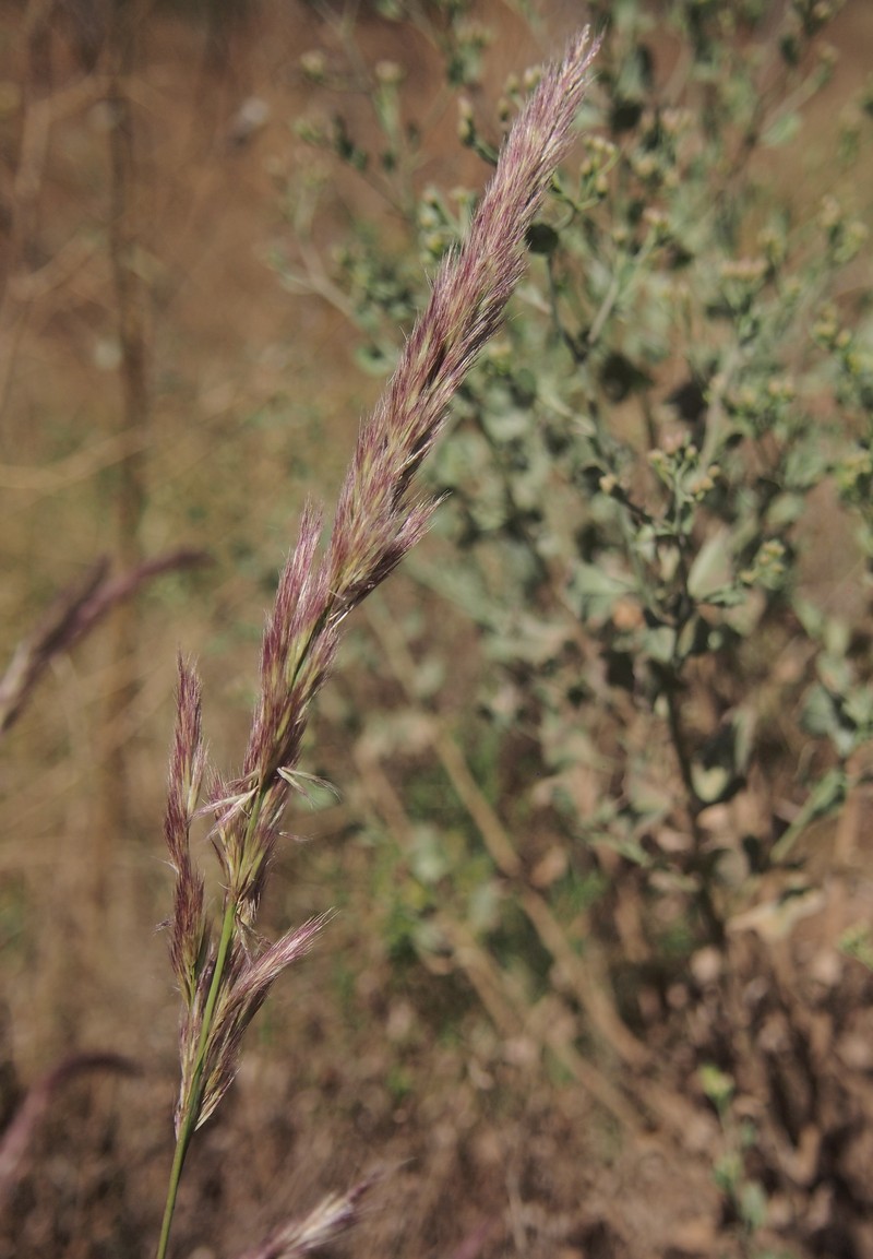 Purple Needlegrass photo 2