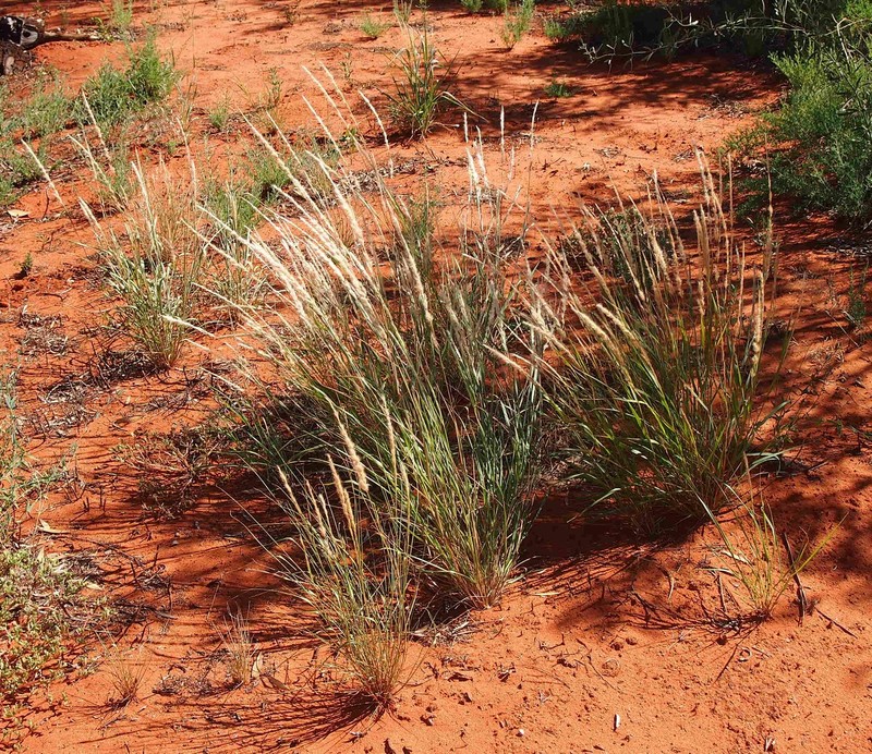 Purple Needlegrass photo 3