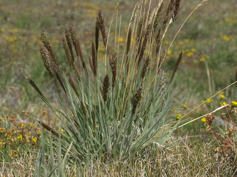 Spike Trisetum photo 4