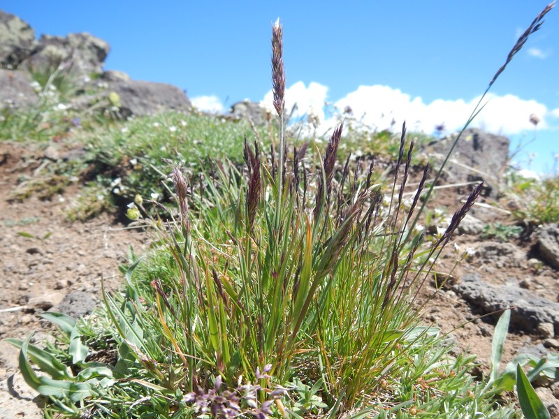 Spike Trisetum photo 5