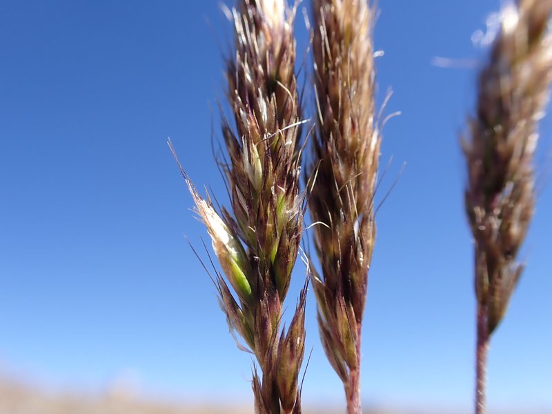 Spike Trisetum photo 6
