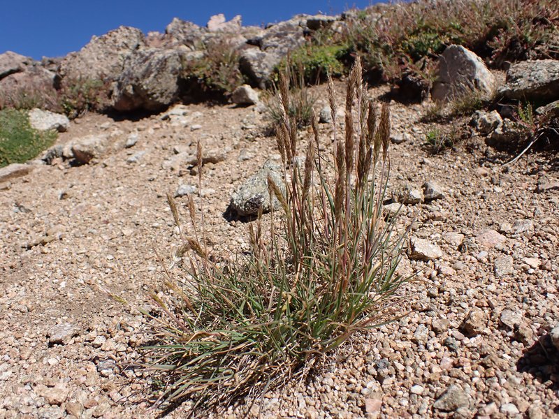 Spike Trisetum photo 7