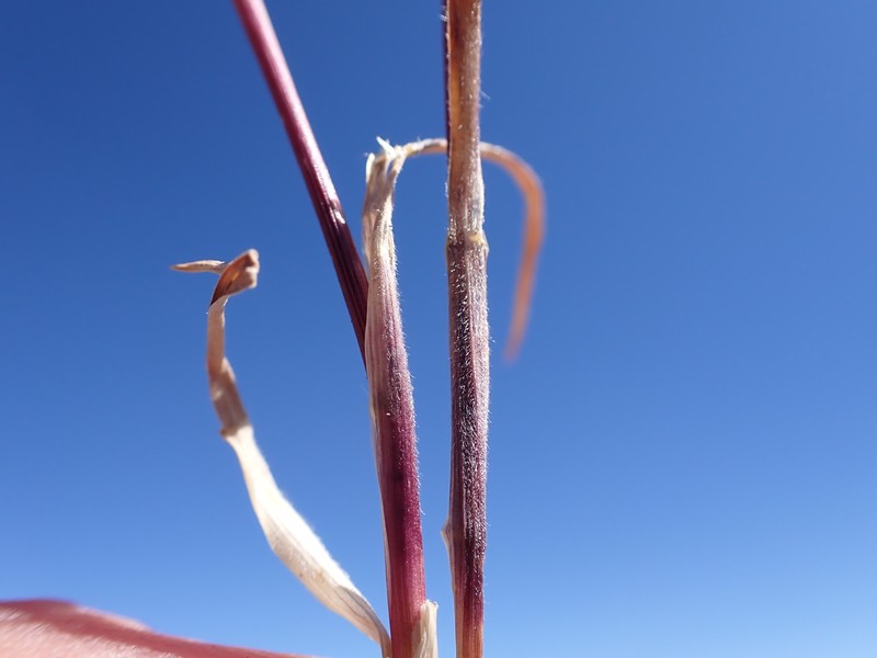 Spike Trisetum photo 2