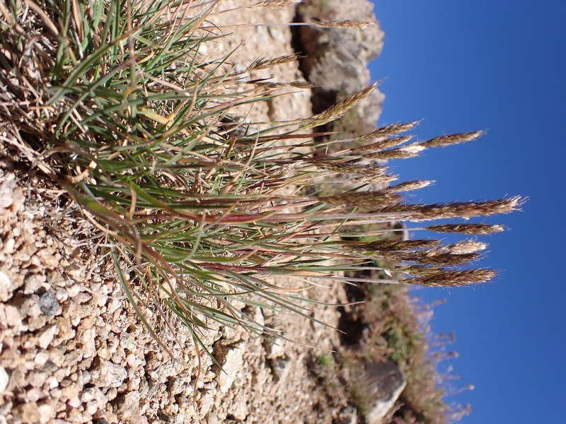 Spike Trisetum photo 3