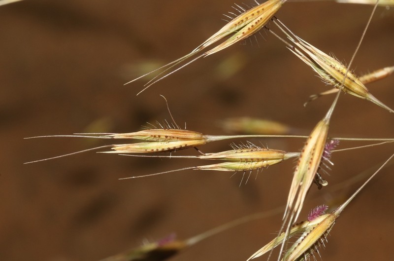 Tristachya isalensis